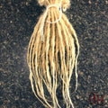 25 SE Single Ended Platinum Blonde Dread Dreadlock Hair Extensions